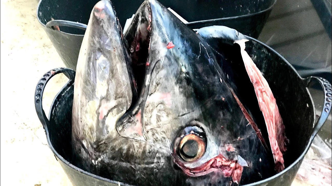 EXTREMELY GRAPHIC: Tuna Cutting (150Kg/330Lbs) | How To Make Sushi