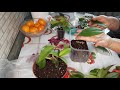 Эсхинантус : размножение растения листом, черенком. Эсхинантус Прекрасный. Эксперимент.