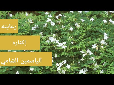 فيديو: Growing Edelweiss - معلومات عن رعاية نباتات Edelweiss