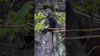 Hatinh Langur (Trachypithecus hatinhensis): The limestone specialist of Central Vietnam.