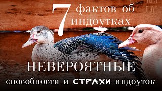 7 самых ИНТЕРЕСНЫХ фактов об индоутках | Мускусные утки - происхождение, содержание, особенности