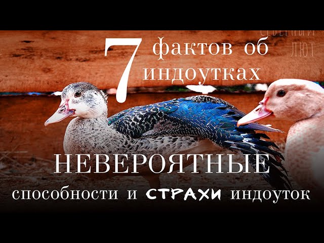 7 самых ИНТЕРЕСНЫХ фактов об индоутках | Мускусные утки - происхождение, содержание, особенности