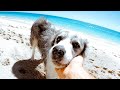 A DAY AT THE BEACH WITH MY DOG!!