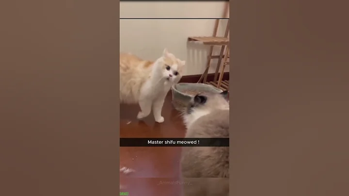 Watch the video about Funny Cats 2024 😾 kitten meowing 🙀 #cathouse Part 1952