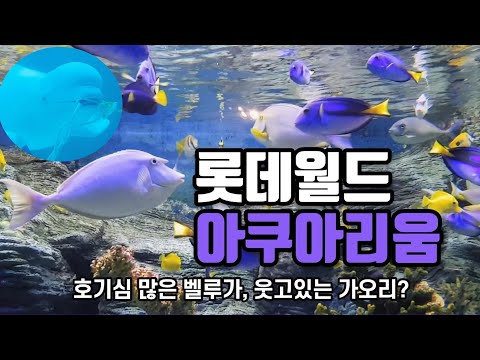 롯데월드 아쿠아리움 - 벨루가, 상어, 대형가오리, 흰동가리, 로봇물고기, 거북이, 펭귄, 수달, 해마, 범돔, 피라니아 aquarium