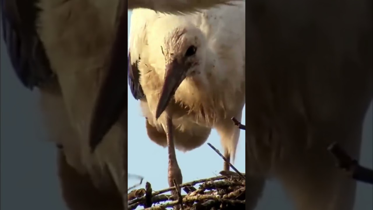 WHITE STORK CICONIA #shorts #youtubeshorts #Real Wild#morriscoutinho15