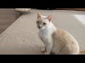 手術でいない仔猫を探し回る兄猫が切なくて優しい