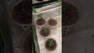 Day 15 of flowering