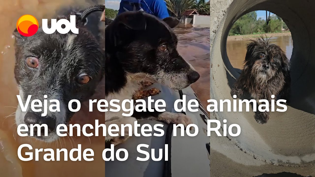 Inundações no RS: Equipes resgatam cães e gatos em meio às enchentes no estado; veja vídeos