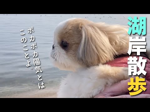 シーズー 寒がり犬に春が来ると 暑がり犬になる ポカポカ陽気の湖岸散歩 127 Youtube