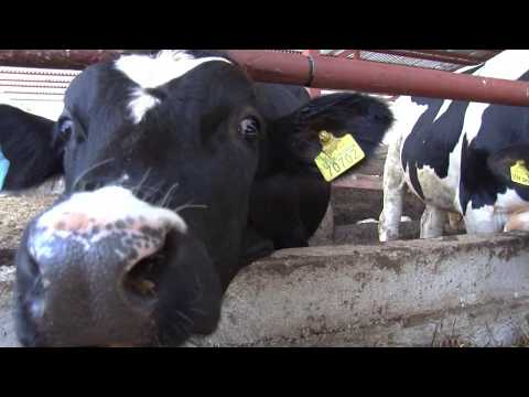 შირაქის ეკოლოგიურად და ბიოლოგიურად სუფთა პროდუქტი