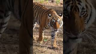 A Slow-Motion Full Body Shot Of A Bengal Tiger Cub Walking Towards The Camera