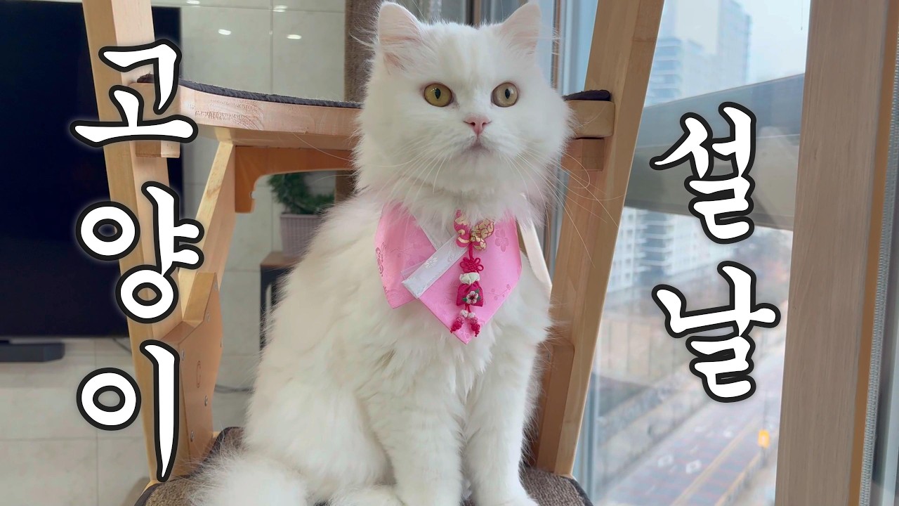 고양이 설날