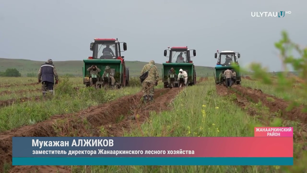Посадка саженцев в Караагашском лесничестве