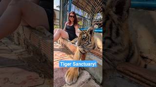 visiting a tiger sanctuary in Thailand!