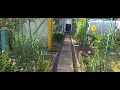 Blumige Grüße - den Fischen zu Füsse !
