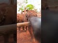 Orphaned baby elephants get a second chance in Zambia