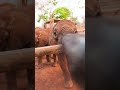 Orphaned baby elephants get a second chance in Zambia
