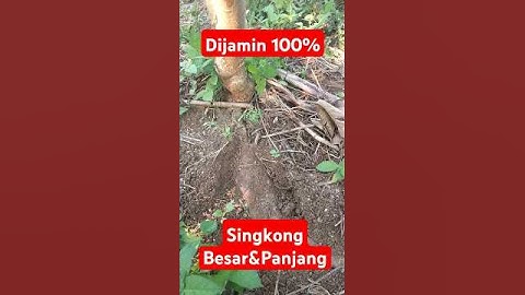 Agar singkong besar dan panjang #shorts