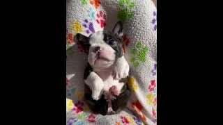 Precious Puppy Relaxes in the Sun on Its Back