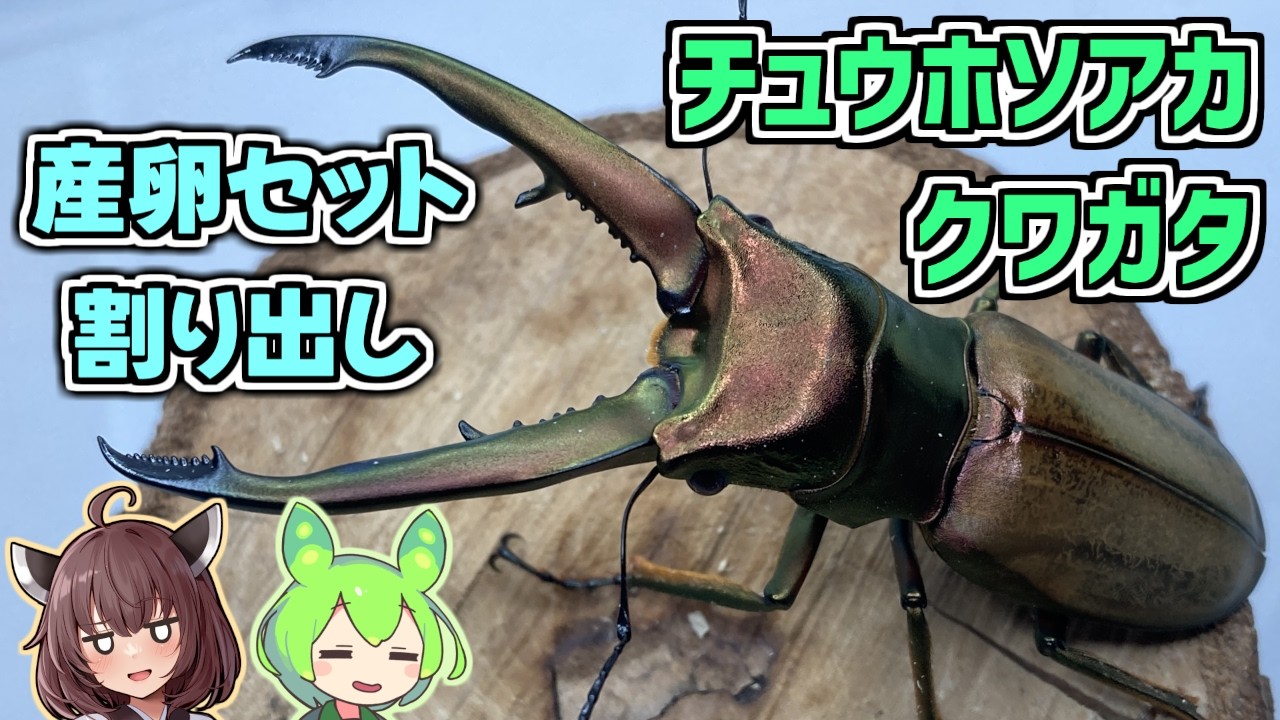 チュウホソアカクワガタ　産卵セット割り出し