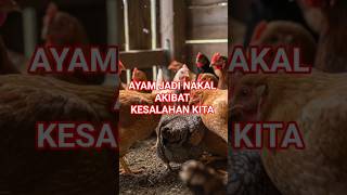 AYAM JADI NAKAL AKIBAT KESALAHAN KITA