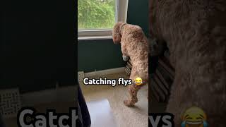 Rip, the fly catcher #dogs #dogshorts #cutedog #doglife #cutepuppy #cavapoo #cavapoodog Rip, the fly catcher #dogs #dogshorts #cutedog #doglife #cutepuppy #cavapoo #cavapoodog