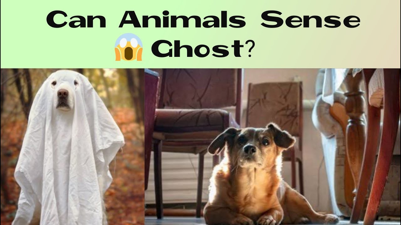 can-animals-sense-ghost-youtube
