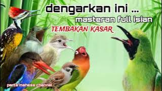 Masteran Cucak ijo Full Isian Tembakan Kasar - Materi Mewah Mudah Masuk