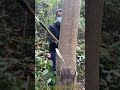 精密伐採:鋭い鎌で木の幹を切り裂く