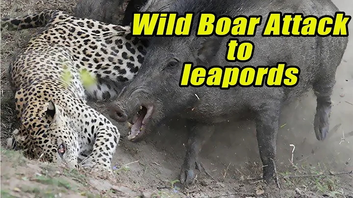 Wild  boar attack leopards in Wilpattu Sri Lanka