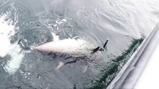 Bluefin Tuna surface feeding Prince Edward Island (Part 2)