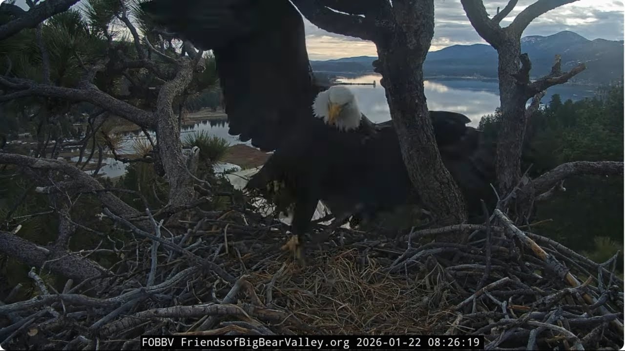 Jackie brings extra fluff 22.01.2026 @FOBBVCAM