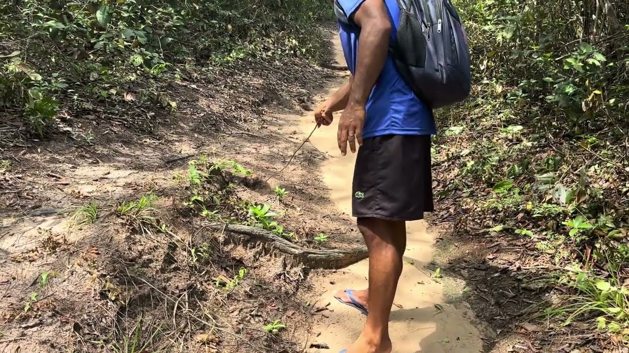 Encounter with Deadly Bushmaster Snake (Lachesis muta / Surucucú)