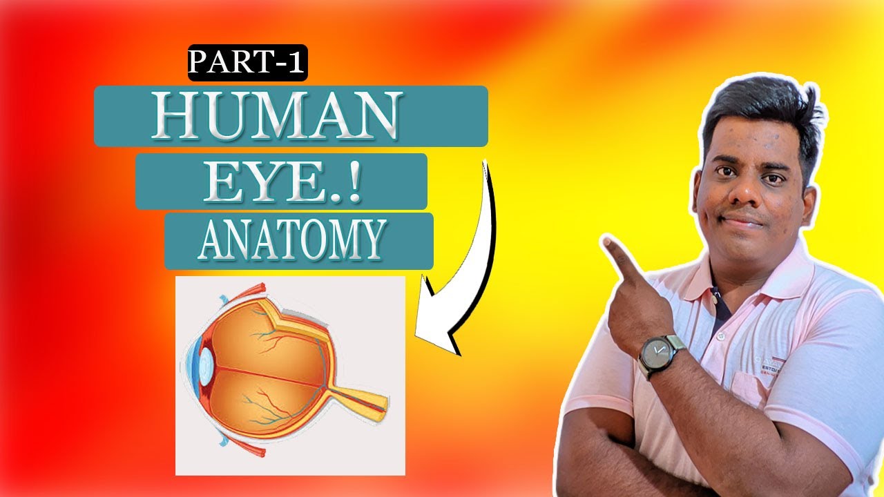 InsightfulEye : Exploring the Anatomy of Vision .Part 1 - YouTube