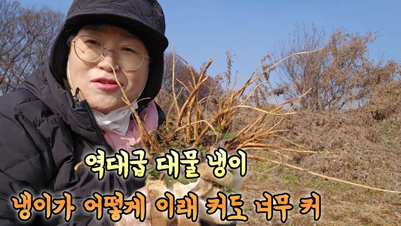 역대급 대물 냉이 와! 어떻게 냉이가 이래 커도 너무 크다 손맛!짱