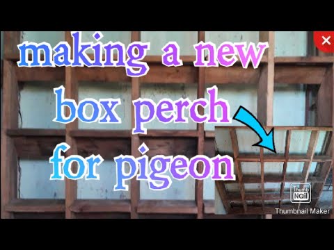 making a new box perch for pigeon - YouTube
