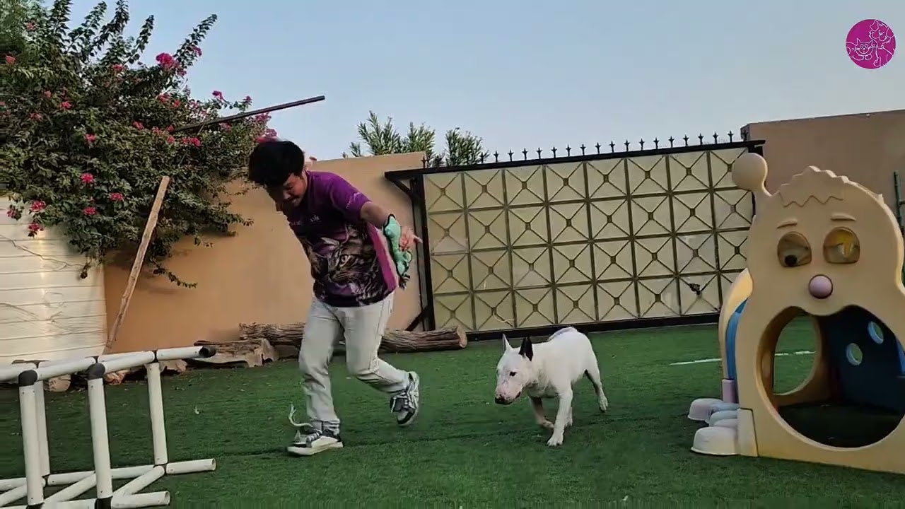 Rascal the Bull Terrier’s Outdoor Holiday Playtime Adventure!