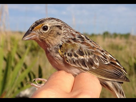 Releasing Endangered Sparrows 