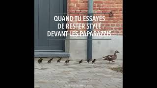 Les Canards Au Pied Des Gîtes