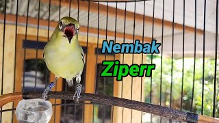 Pleci Usia 9 Bulan Nembak Ziper Cocok Untuk Masteran