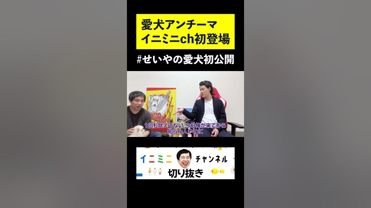 愛犬アンチーマ イニミニch初登場#せいやの愛犬初公開#イニミニ#shorts - YouTube