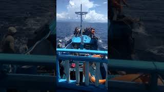 Nelayan Pole And Line Tarik Ikan Sdanai Terjatuh Di Maluku Utara Indonesia