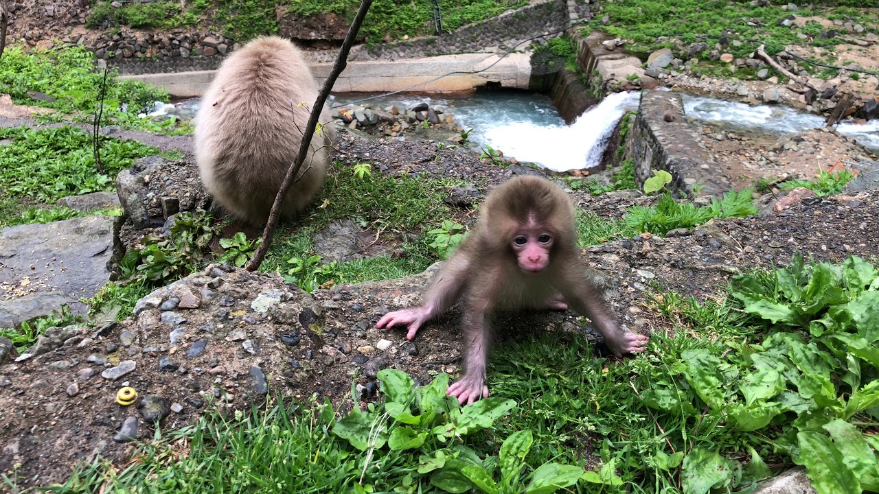Close Encounter with Baby Snow Monkey (Japanese Macaque)