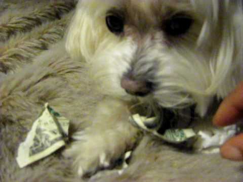 THE RICH DOG AND MY DOLLAR BILL.