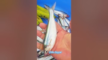 #Shorts / Câu cá xác sọc cá dứa mồi này nó khoái lắm miền tây sông nước #KiềmRapper