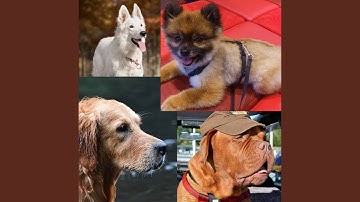 Pulsating Moods for Doggy Safe Space