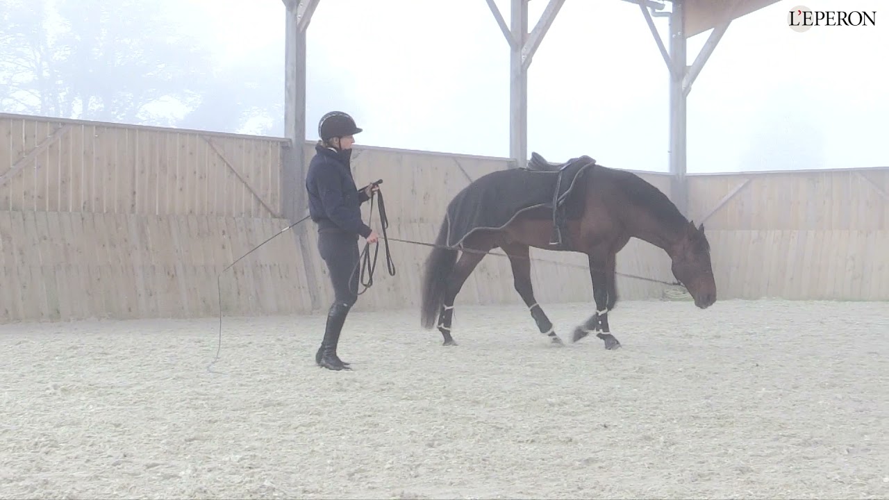 En pratique avec Emilie Haillot #2 | Vers l'autonomie du cheval
