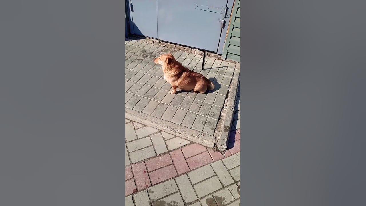 такой пес смешной 🤣 - YouTube