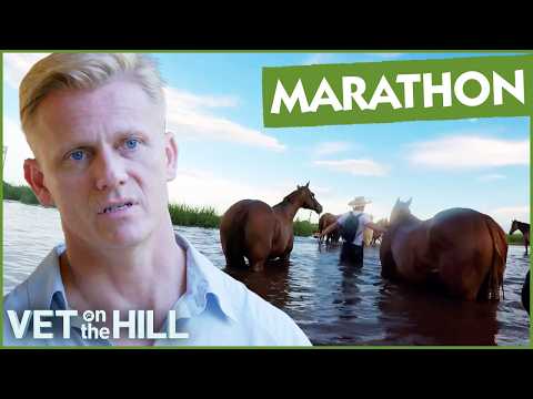 Most Incredible Animal Rescues Across Australia | 3 Hours Of Vet On The Hill